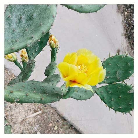 仙人掌開花時間|仙人掌開花照顧方法，常見問題和容易養開花的13個仙人掌品種